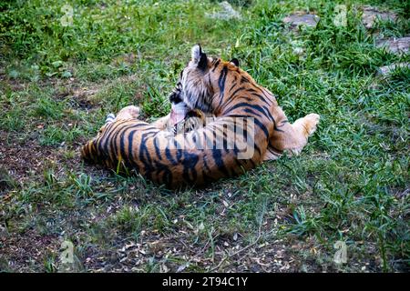 Tiger (Panthera leo) leckt Baby-Jungtier, entspannt auf dem Gras. Stockfoto