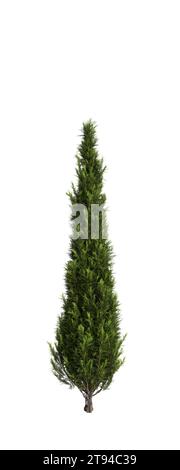 3D-Illustration des Cupressus sempervirens-Baumes isolierter weißer Hintergrund Stockfoto