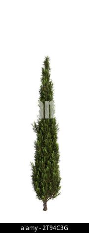 3D-Illustration des Cupressus sempervirens-Baumes isolierter weißer Hintergrund Stockfoto