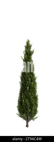 3D-Illustration des Cupressus sempervirens-Baumes isolierter weißer Hintergrund Stockfoto