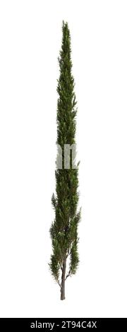 3D-Illustration des Cupressus sempervirens-Baumes isolierter weißer Hintergrund Stockfoto