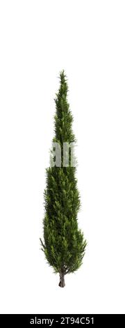 3D-Illustration des Cupressus sempervirens-Baumes isolierter weißer Hintergrund Stockfoto