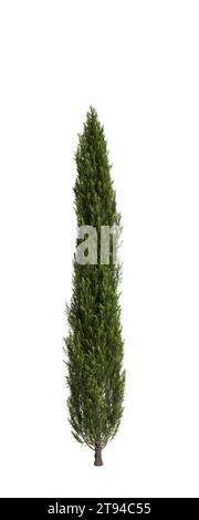 3D-Illustration des Cupressus sempervirens-Baumes isolierter weißer Hintergrund Stockfoto