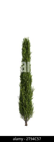 3D-Illustration des Cupressus sempervirens-Baumes isolierter weißer Hintergrund Stockfoto