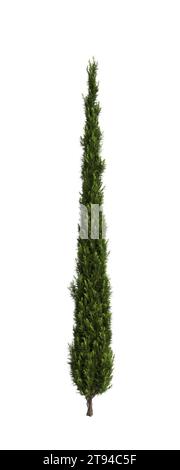 3D-Illustration des Cupressus sempervirens-Baumes isolierter weißer Hintergrund Stockfoto