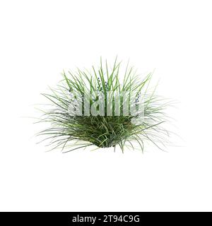 3D-Illustration des Busches Ophiopogon japonicus isoliert auf weißem Hintergrund Stockfoto