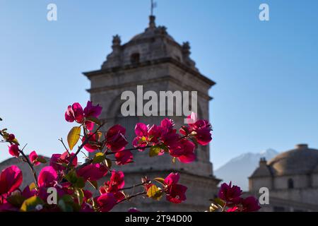 Bougainvillea in perfekter Kombination mit der religiösen Kolonialarchitektur in Arequipa Peru Stockfoto