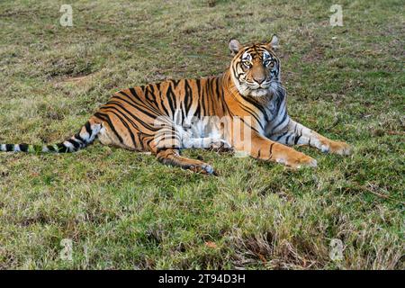 Tiger (Panthera leo) entspannt auf dem Gras und blickt in die Kamera. Stockfoto