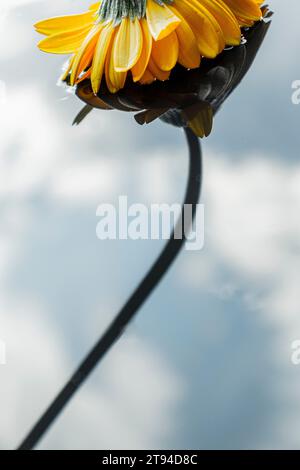 Gelbe Gerbera (Reflexion) Stockfoto