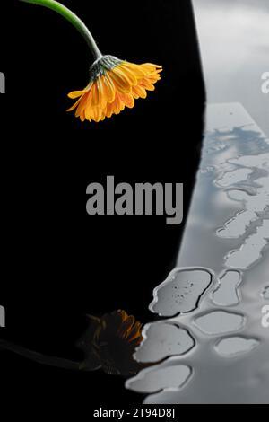 Gelbe Gerbera (Reflexion) Stockfoto