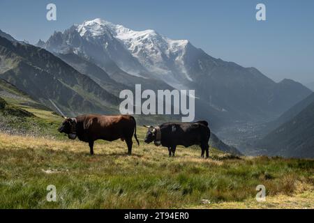 2 Milchkühe mit Kuhglocken, die frei auf der Almweide im Mont Bloanc-Massiv in Chamonix, Frankreich, herumlaufen Stockfoto