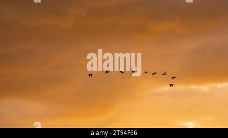 Vogelschar fliegt am Sonnenuntergang über dem Upper Myakka Lake im Myakka River State Park in Sarasota, Florida, USA Stockfoto