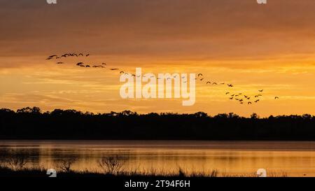 Vogelschar fliegt am Sonnenuntergang über dem Upper Myakka Lake im Myakka River State Park in Sarasota, Florida, USA Stockfoto