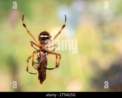 Makrofotografie einer Argiopenspinne, die eine tote Motte mit ihrer Seide umwickelt. Gefangen in einem Garten in der Nähe der Kolonialstadt Villa de Leyva im Zentrum von Co Stockfoto