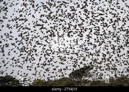 Starlinge in Poldhu Cornwall, fliegen mit einem Hubschrauber, von Culdrose Great Murmuration Credit: kathleen White/Alamy Live News Stockfoto