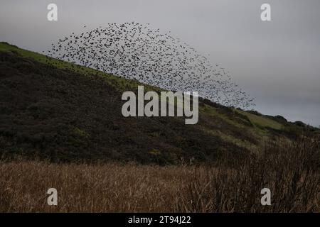 Starlinge in Poldhu Cornwall, fliegen mit einem Hubschrauber, von Culdrose Great Murmuration Credit: kathleen White/Alamy Live News Stockfoto