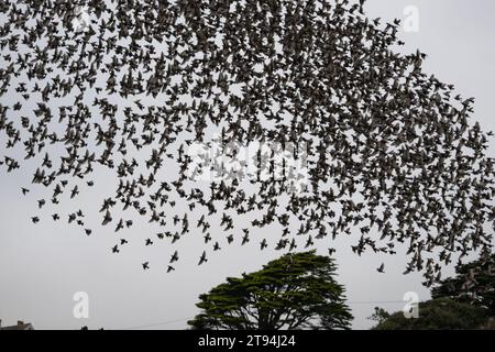 Starlinge in Poldhu Cornwall, fliegen mit einem Hubschrauber, von Culdrose Great Murmuration Credit: kathleen White/Alamy Live News Stockfoto