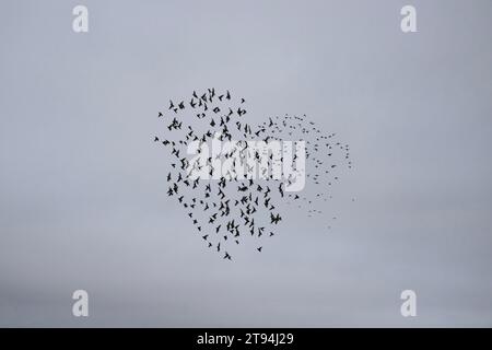 Starlinge in Poldhu Cornwall, fliegen mit einem Hubschrauber, von Culdrose Great Murmuration Credit: kathleen White/Alamy Live News Stockfoto