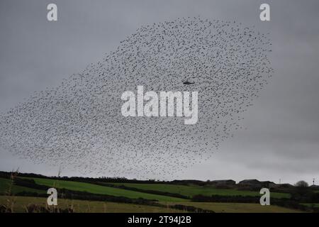 Starlinge am Poldhu Cornwall, fliegen mit einem Hubschrauber, von Culdrose aus, Great Murmuration Credit: kathleen White/Alamy Live News Stockfoto