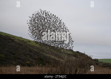 Starlinge am Poldhu Cornwall, fliegen mit einem Hubschrauber, von Culdrose, Great Murmurationn Credit: kathleen White/Alamy Live News Stockfoto