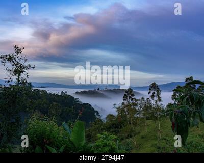 Der niedrige, dicke Nebel bei Sonnenaufgang bedeckt teilweise den Wald der östlichen Andenberge in Zentral-Kolumbien in der Nähe des Iguaque-Berges. Stockfoto