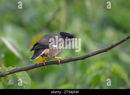 Dschungel-Myna ist eine Myna, ein Mitglied der Starenfamilie. Dieses Foto stammt aus Bangladesch. Stockfoto