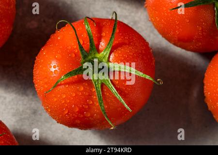 Bio Rote Rebe gereifte Tomaten verzehrfertig Stockfoto