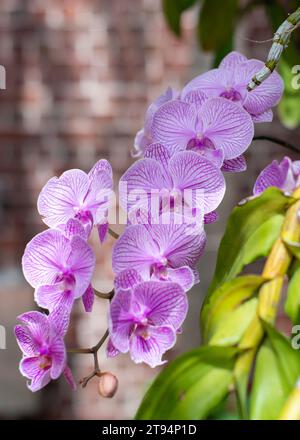 Eine lebendige Orchidee blüht in der Sonne vor einem klassischen Backsteingebäude und schafft eine malerische Szene Stockfoto