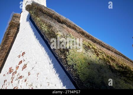 Giebelwand mit Strohdach, bewachsen mit Moos und ummantelt mit Draht zum Schutz Churchtown southport merseyside england uk Stockfoto