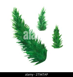 Aquarellabbildung Tannenzweige. Vektor. ClipArt für Winterferien, immergrüne Kiefernpartien. Weihnachten und Neujahr grüne Nadelbäume Pflanzenelemente isola Stock Vektor