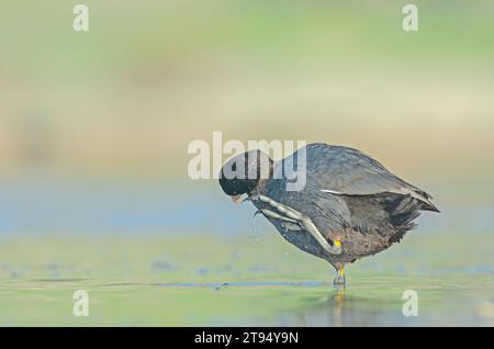 Eurasischer Coot (Fulica atra) reinigt seine Federn im See. Stockfoto