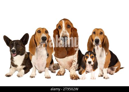 Eine Hundefamilie oder ein Rudel aus einem französischen Basset artesien normand und Welpe ein Basset-Hund und ein walisischer Corgi stehen und von vorne gesehen isoliert auf einem Whei Stockfoto