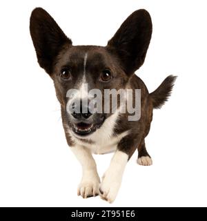 Männlicher Cardigan Corgi, der in weiß auf die Kamera zugeht Stockfoto