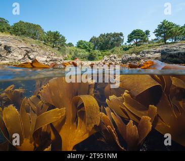Küstenlinie und Seetang unter Wasser im Atlantik, geteilter Blick über und unter Wasser, Naturlandschaft, Spanien, Galicien, Rias Baixas Stockfoto