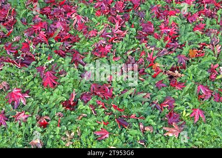 Laubfall im Herbst Herabgefallenes Herbstlaub von einem Fächerahorn bedeckt einen Gartenboden *** fallende Blätter im Herbst fallende Blätter von einem Fächerahorn decken einen Gartenboden Credit: Imago/Alamy Live News Stockfoto