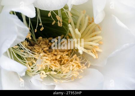 Trichocereus spachianus; Cactaceae. Ziersukkulente Pflanze. Säulenkaktus. Stockfoto