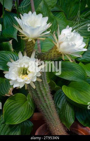 Trichocereus spachianus; Cactaceae. Ziersukkulente Pflanze. Säulenkaktus. Stockfoto