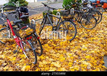 Herbst, Laub, Fahrradparkplatz, Stellplatz, Räder stehen auf einem Herbstlaub, Blätterteppich, Herbstlaub *** Herbst, Blätter, Fahrradparkplatz, Parkplatz, Fahrräder stehen auf Herbstlaub, Teppich aus Blättern, Herbstlaub Credit: Imago/Alamy Live News Stockfoto