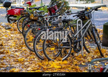 Herbst, Laub, Fahrradparkplatz, Stellplatz, Räder stehen auf einem Herbstlaub, Blätterteppich, Herbstlaub *** Herbst, Blätter, Fahrradparkplatz, Parkplatz, Fahrräder stehen auf Herbstlaub, Teppich aus Blättern, Herbstlaub Credit: Imago/Alamy Live News Stockfoto