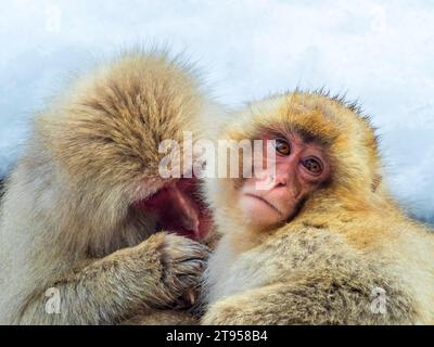 Japanische Makaken, Schneeaffen (Macaca fuscata), zwei Schneaffen, die sich gegenseitig auslecken, Allopflege, Japan, Jigokudani Monkey Park Stockfoto