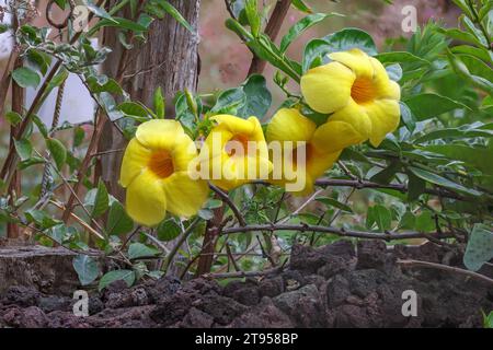 goldene Trompete (Allamanda Cathartica), blühend, Madeira Stockfoto