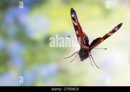 Pfauenfalter, Europäischer Pfau (Inachis io, Nymphalis io, Aglais io), im Flug, Vorderansicht, Deutschland Stockfoto
