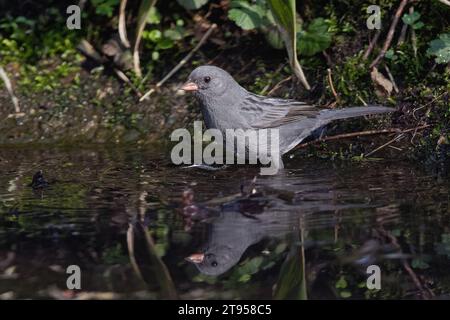 Japanische graue Fahnen, graue Fahnen (Emberiza variabilis), männlich stehend im flachen Wasser am Ufer, Seitenansicht, Japan, Hokkaido Stockfoto