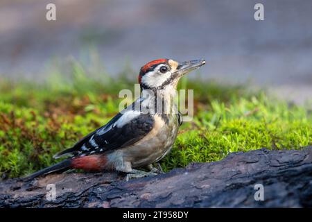 Großspecht (Picoides Major, Dendrocopos Major), junge männliche Barsche auf dem Boden und auf der Suche, Seitenansicht, Niederlande, Overijssel Stockfoto