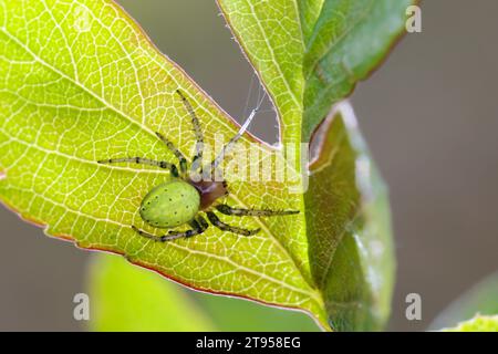 Gurkengrüne Spinne (Araniella spec.), auf einem Blatt sitzend, Deutschland Stockfoto