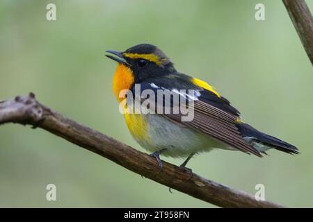 narzissus Fliegenfänger (Ficedula narcissina), männlich sitzend auf einem Zweig singend, Japan, Hokkaido Stockfoto