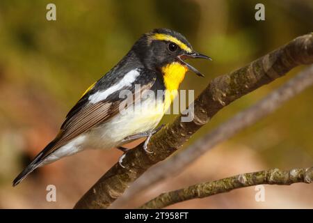 narzissus Fliegenfänger (Ficedula narcissina), männlich sitzend auf einem Ast, Japan, Hokkaido Stockfoto