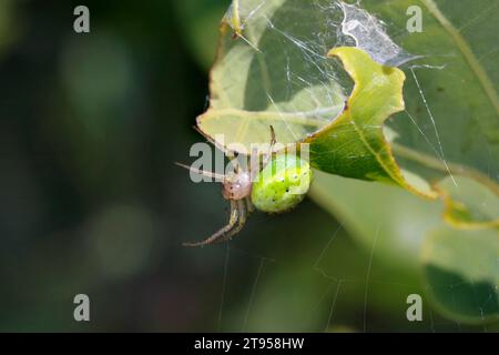 Gurkengrüne Spinne (Araniella spec.), sitzend im Netz auf einem Blatt, Deutschland Stockfoto