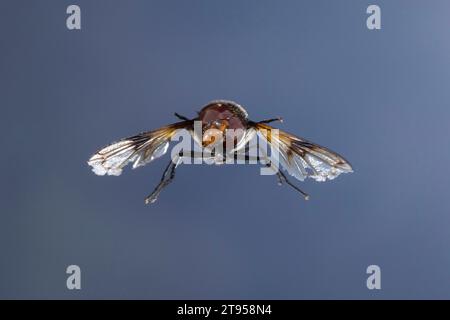 Pellucid Hoverfly, Pellucid Fly (Volucella pellucens), Mann im Flug, Vorderansicht, Deutschland Stockfoto