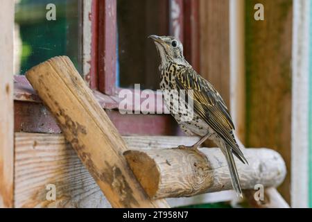 Misteldrossel (Turdus viscivorus), unreif auf einem Ledder, Deutschland Stockfoto